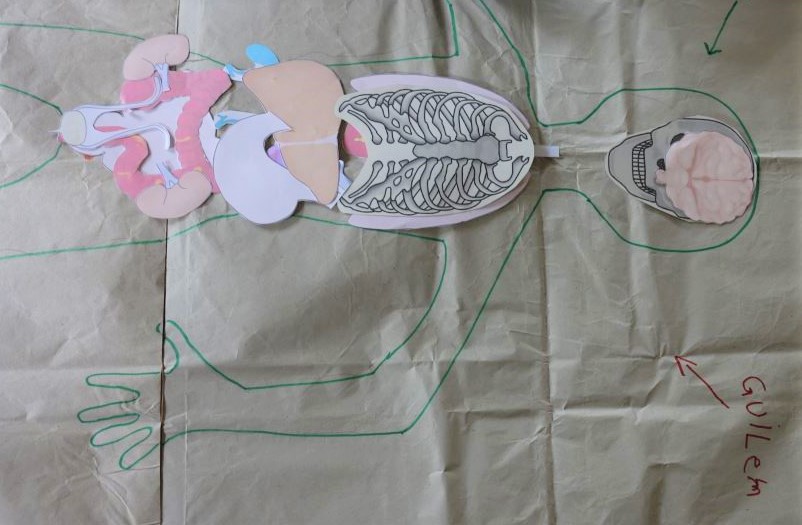 Silhouette d'enfant avec les organes en position (taille: 1 metre)